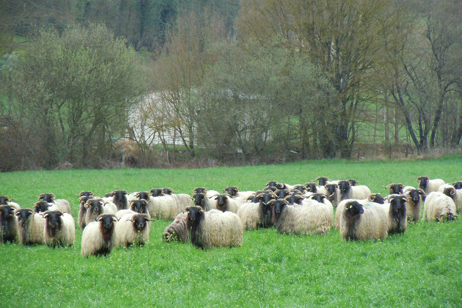 Boehringer Ingelheim Animal Health España presenta la “Guía para la gestión de hembras lecheras de ovino
                y caprino”