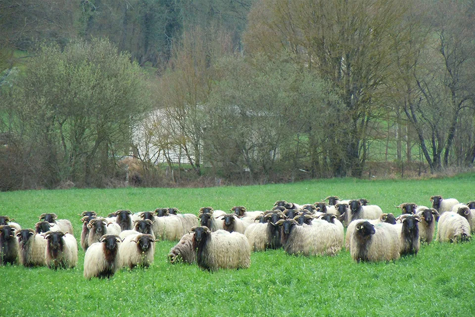 Boehringer Ingelheim Animal Health España presenta la “Guía para la gestión de hembras lecheras de ovino y caprino”