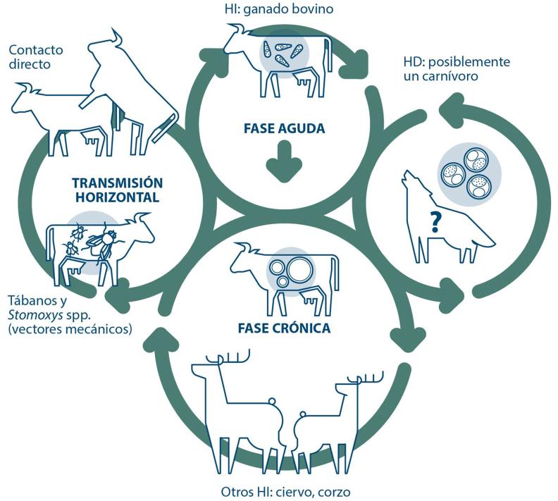 Besnoitia besnoiti. Somosrumis Boehringer Ingelheim Animal Health España