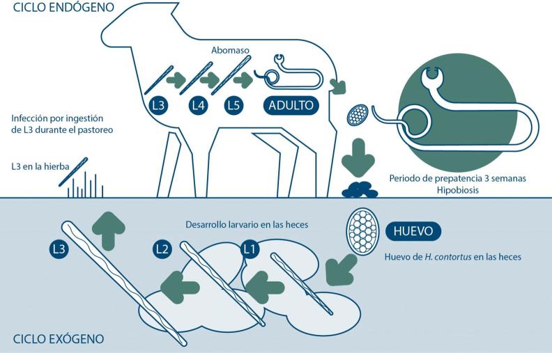 Haemonchus contortus. Somosrumis Boehringer Ingelheim Animal Health España